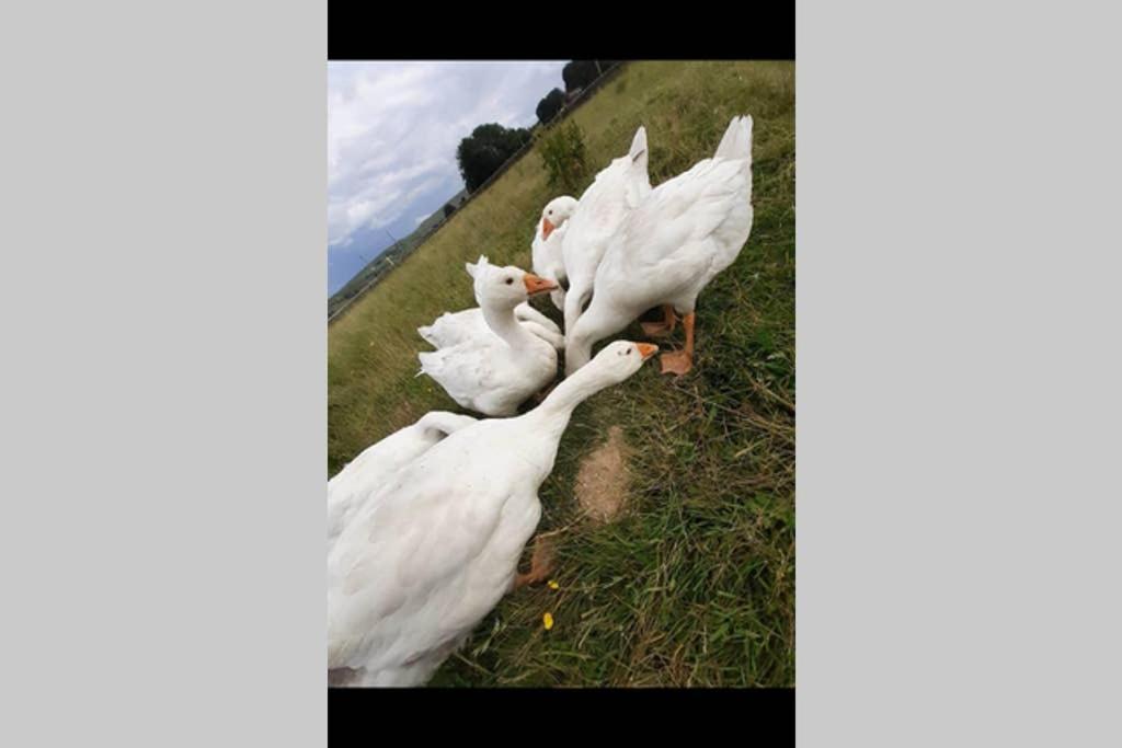 Stones Cottage Farm, Nr Haworth, Family Friendly, Work Friendly, Gaming Barn, Crafting, Free Wifi, Free Parking, Ev Point Oxenhope Ngoại thất bức ảnh