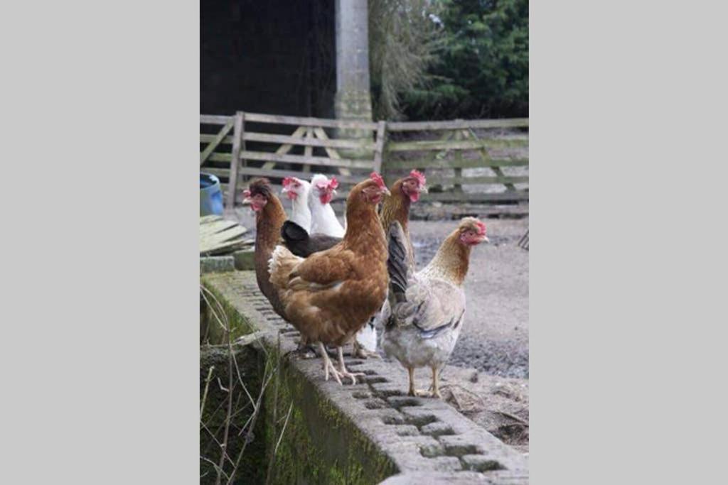Stones Cottage Farm, Nr Haworth, Family Friendly, Work Friendly, Gaming Barn, Crafting, Free Wifi, Free Parking, Ev Point Oxenhope Ngoại thất bức ảnh